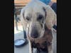 INSTAGRAM IMAGE DOGS - 104