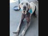 INSTAGRAM IMAGE DOGS - 105