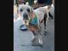 INSTAGRAM IMAGE DOGS - 107