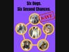 INSTAGRAM IMAGE DOGS - 12