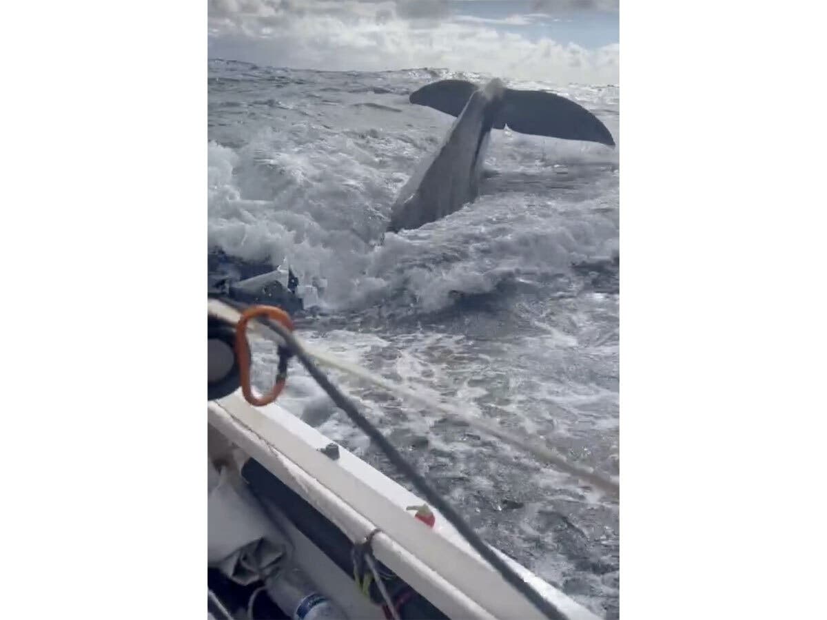 A Monroe father and son encountered a group of sperm whales while rowing across the Atlantic Ocean during an international race, according to their account.