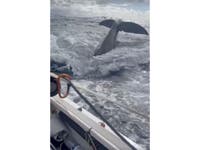 Monroe Father, Son Encounter Whales During Atlantic Ocean Race