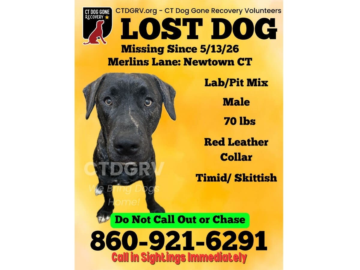Volunteers are asking residents to report sightings of a missing dog last seen in Newtown.