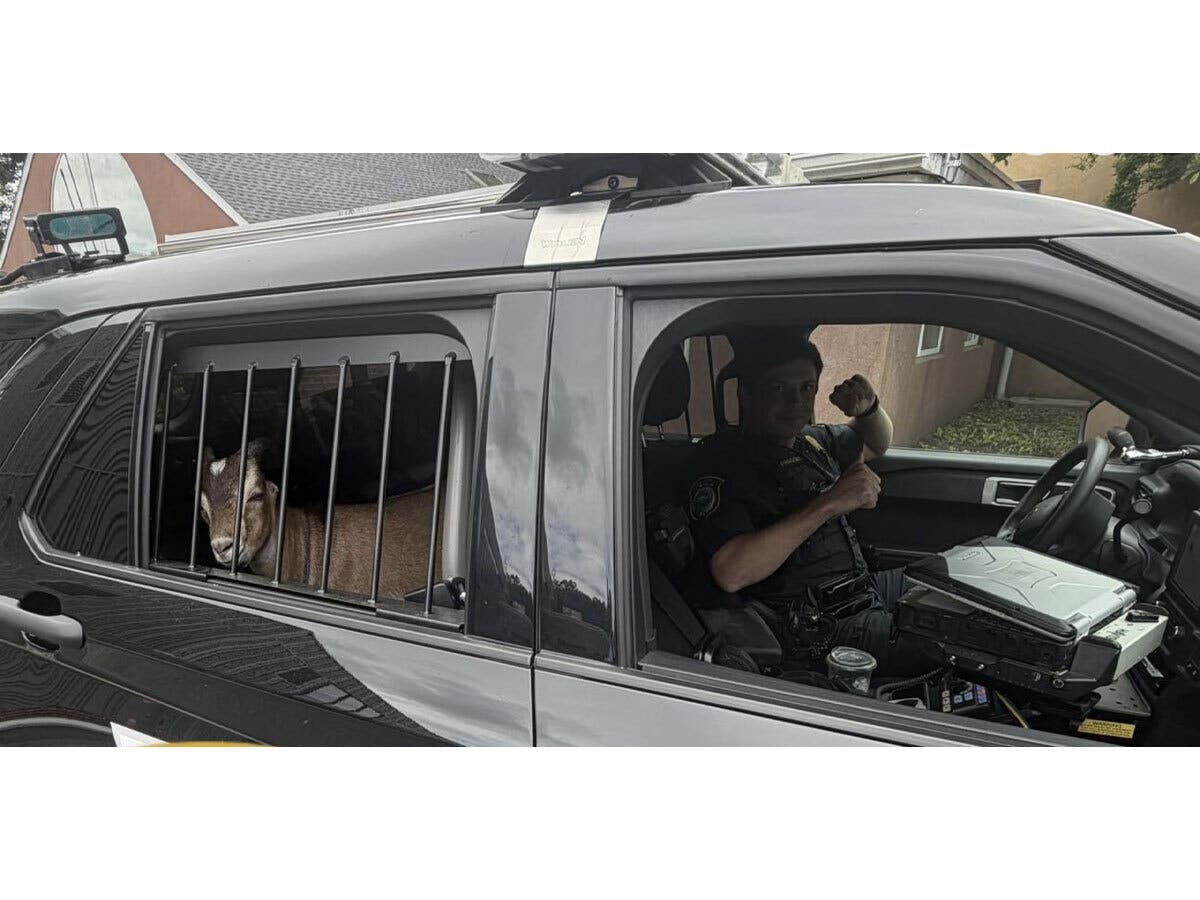A goat found roaming near Danbury Road and Ridgefield Road was taken into custody by Wilton police before being reunited with its owner.