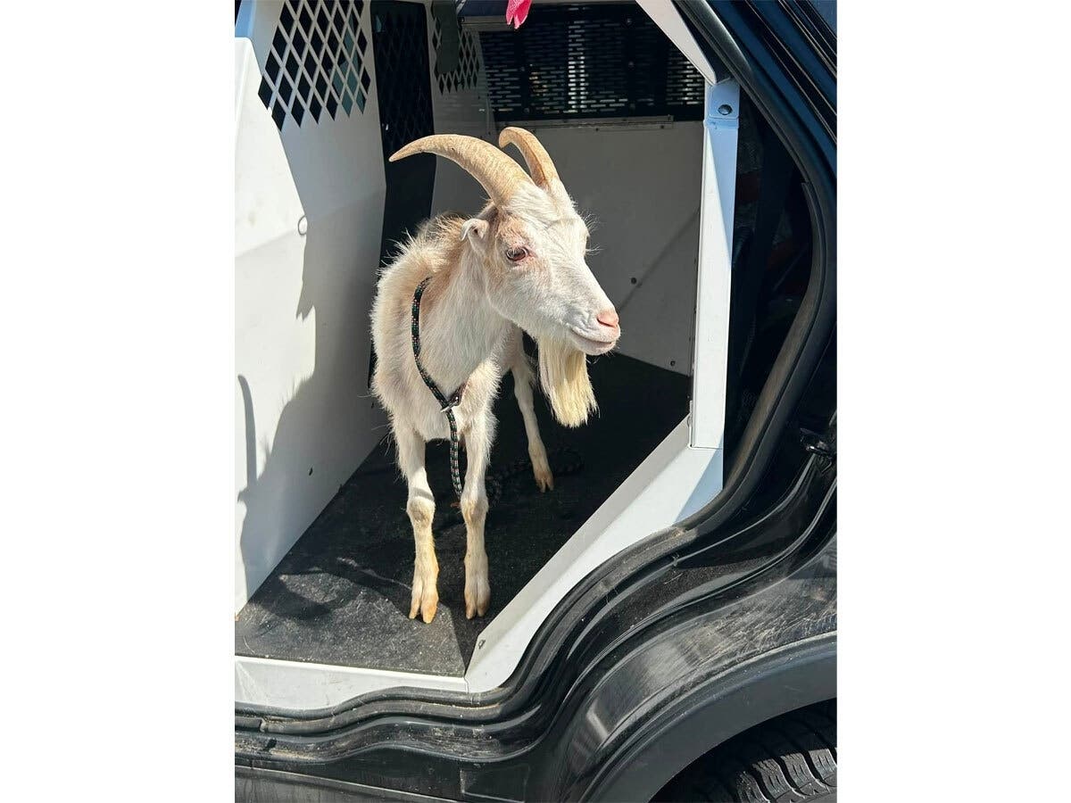 Monroe Animal Control is searching for the owner of a senior Lamancha-type billy goat found roaming near Webb Mountain Park.