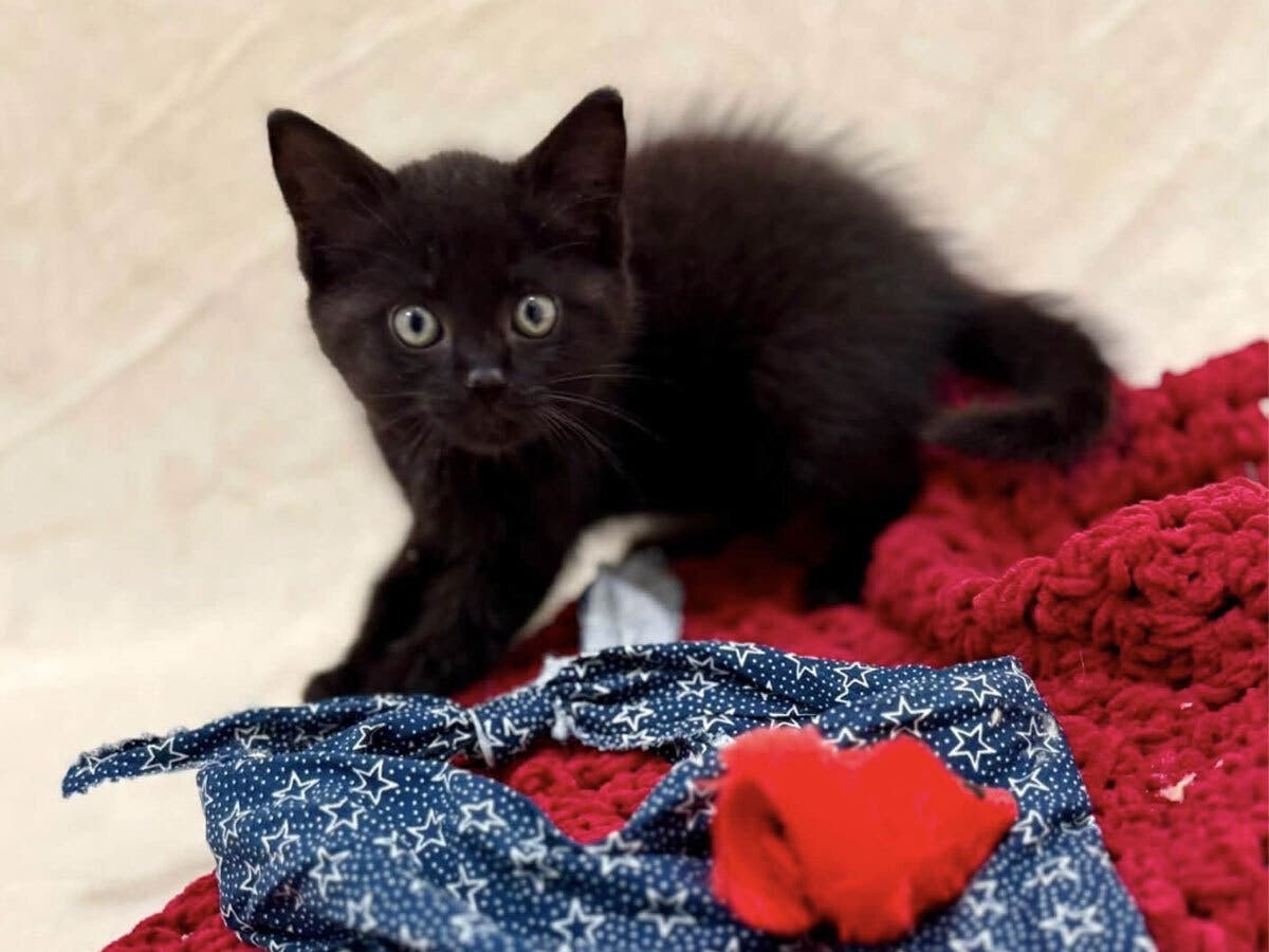 Betsy and Ross, two kittens found as strays in Monroe, are now available for adoption through Monroe Animal Control.