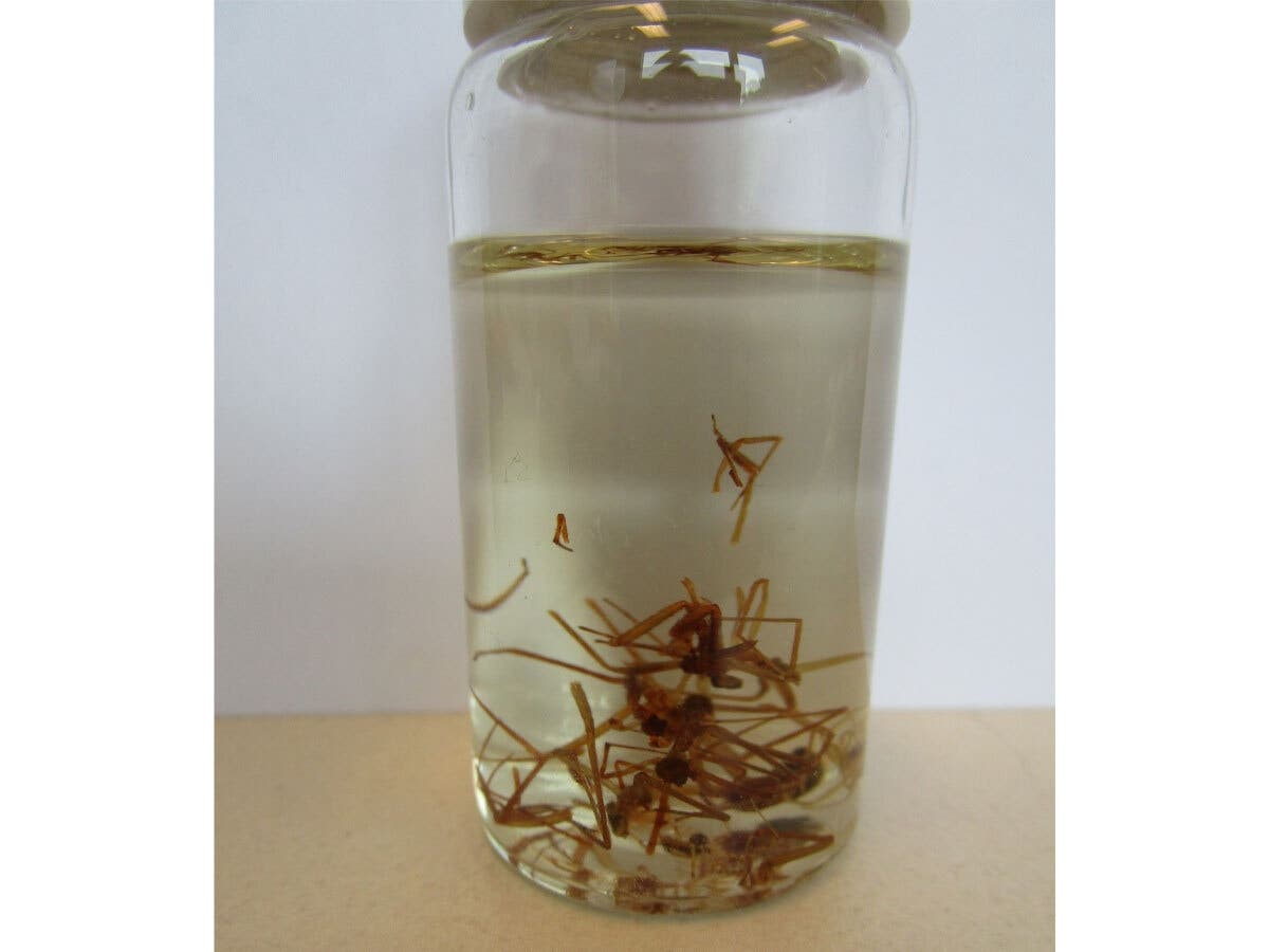 Mediterranean recluse spiders collected from a Wallingford apartment building in December 2025. The venomous species had never before been documented in Connecticut.