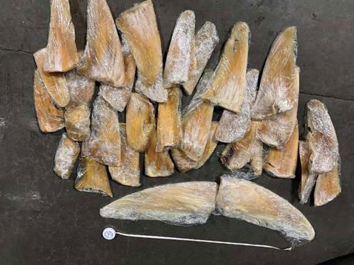 Authorities seized 40 shark fins after intercepting a private jet that landed in California, officials announced on April 28, 2026.