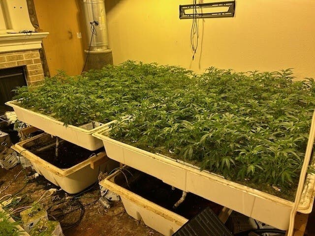 Authorities seized more than 1,000 marijuana plants from a suspected illegal grow operation in Rancho Cucamonga, California on June 19, 2026.