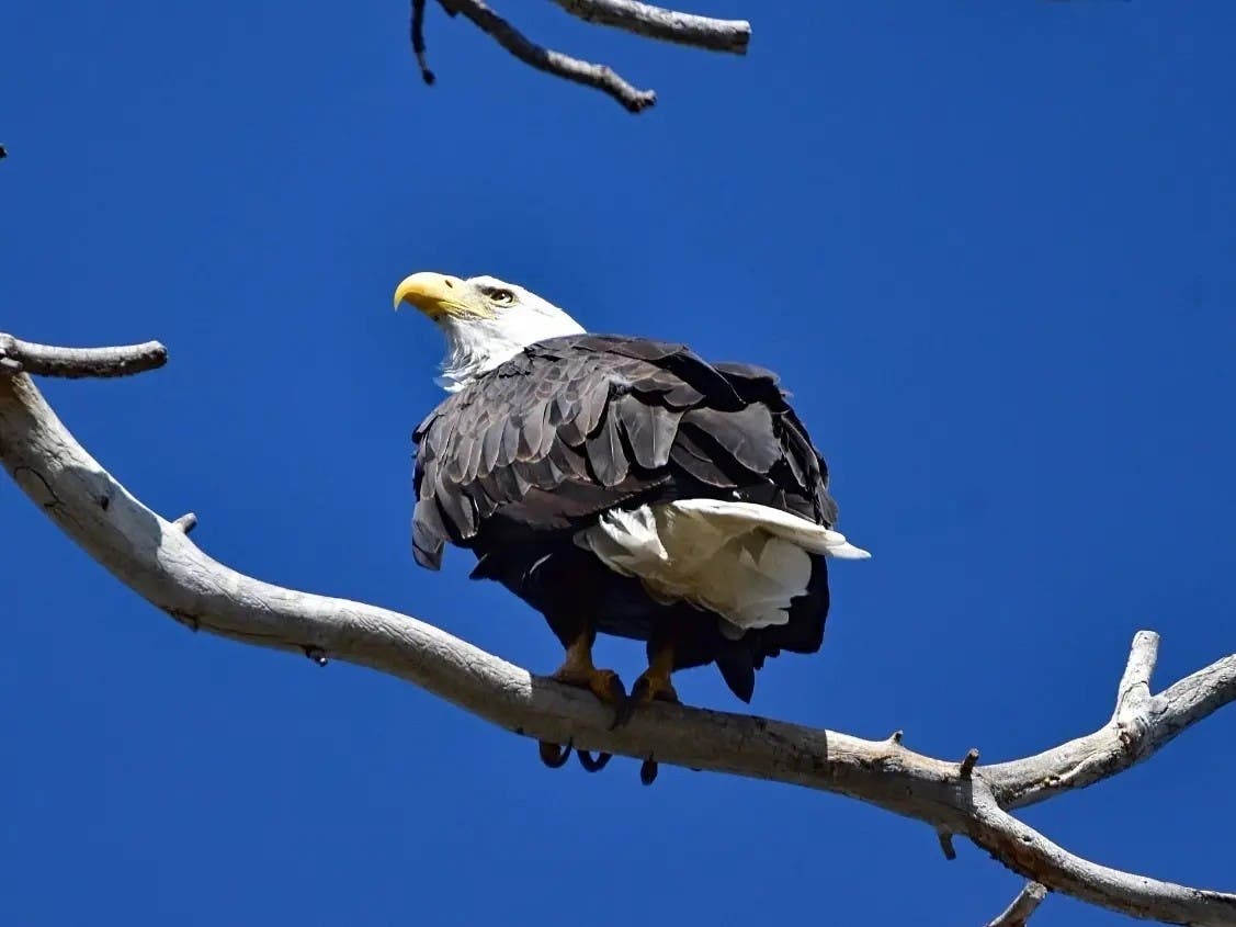 Jackie, from the FOBBV eagle cam, in 2023. 