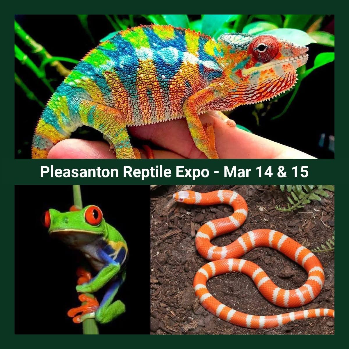 Nor Cal Reptile Expo