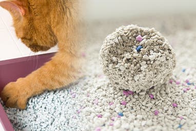 Modern Pet Hygiene Industry Development