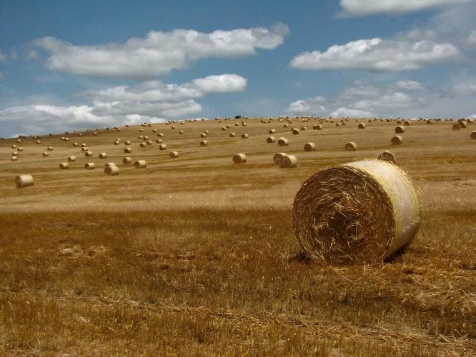Biomass Project Supports Green Energy
