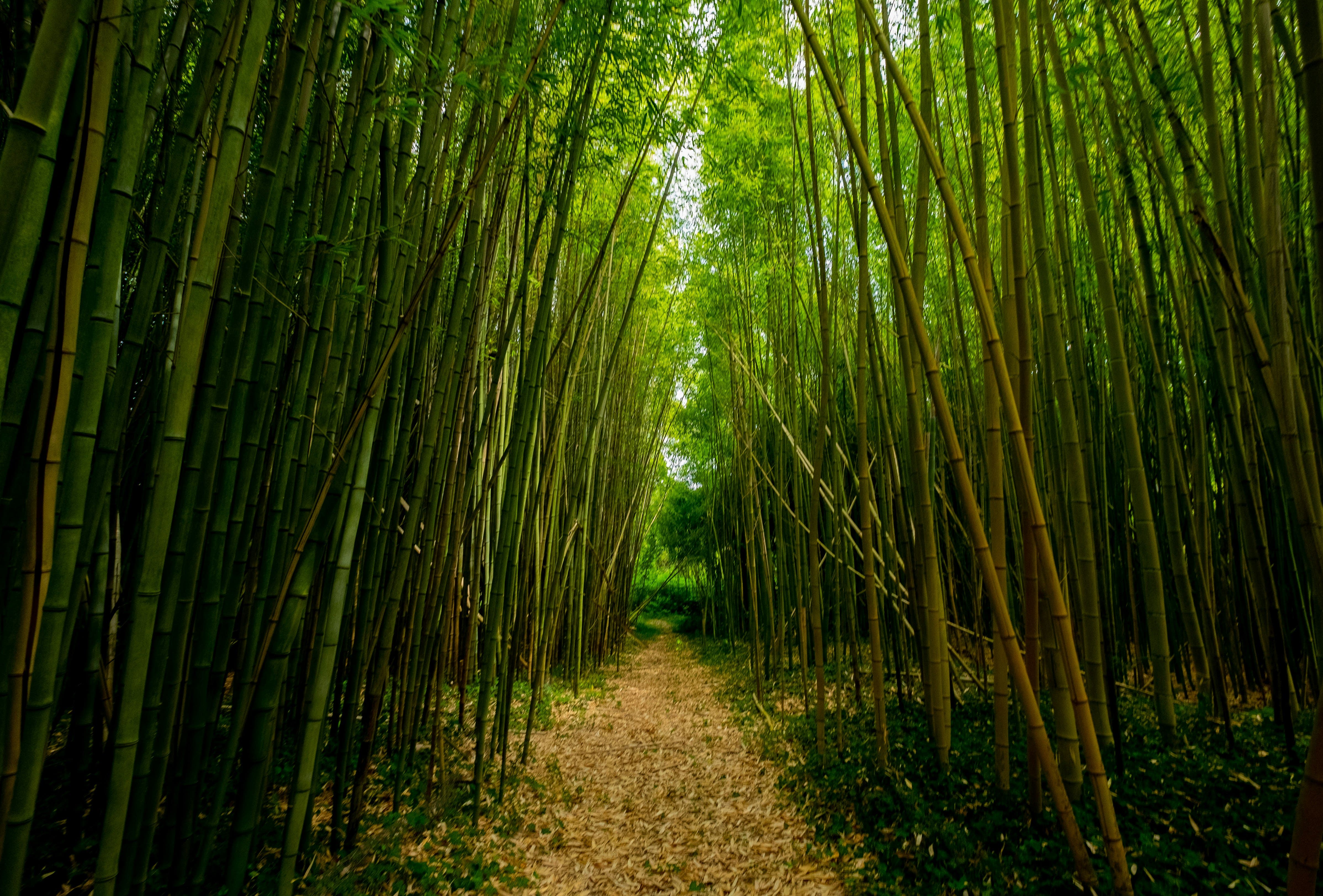 Bamboo Pellet Lines Meet Green Energy Demand