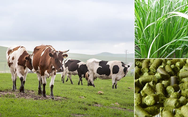 Efficient Cattle Feed Production for Modern Farms