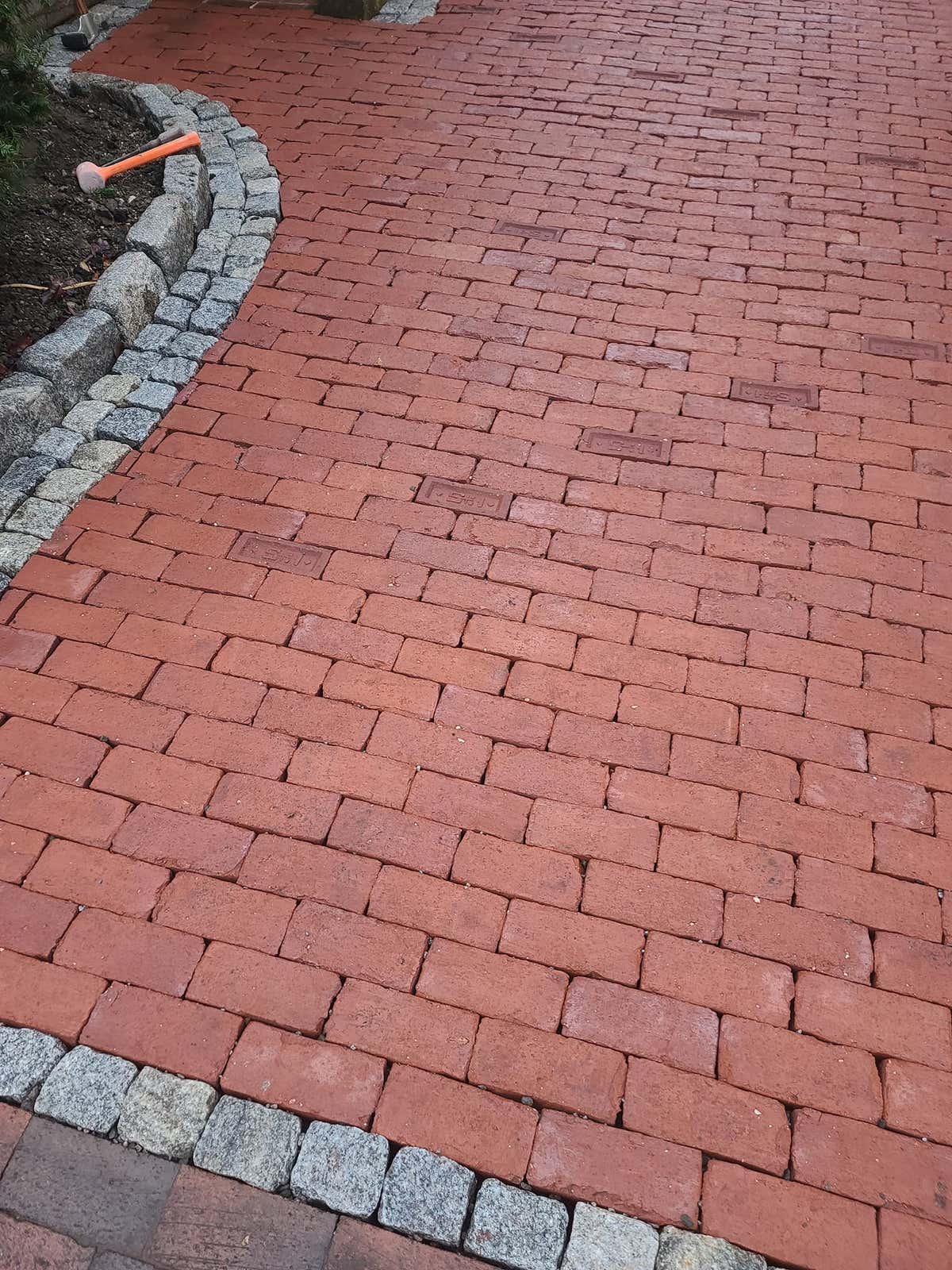 American elm landscape