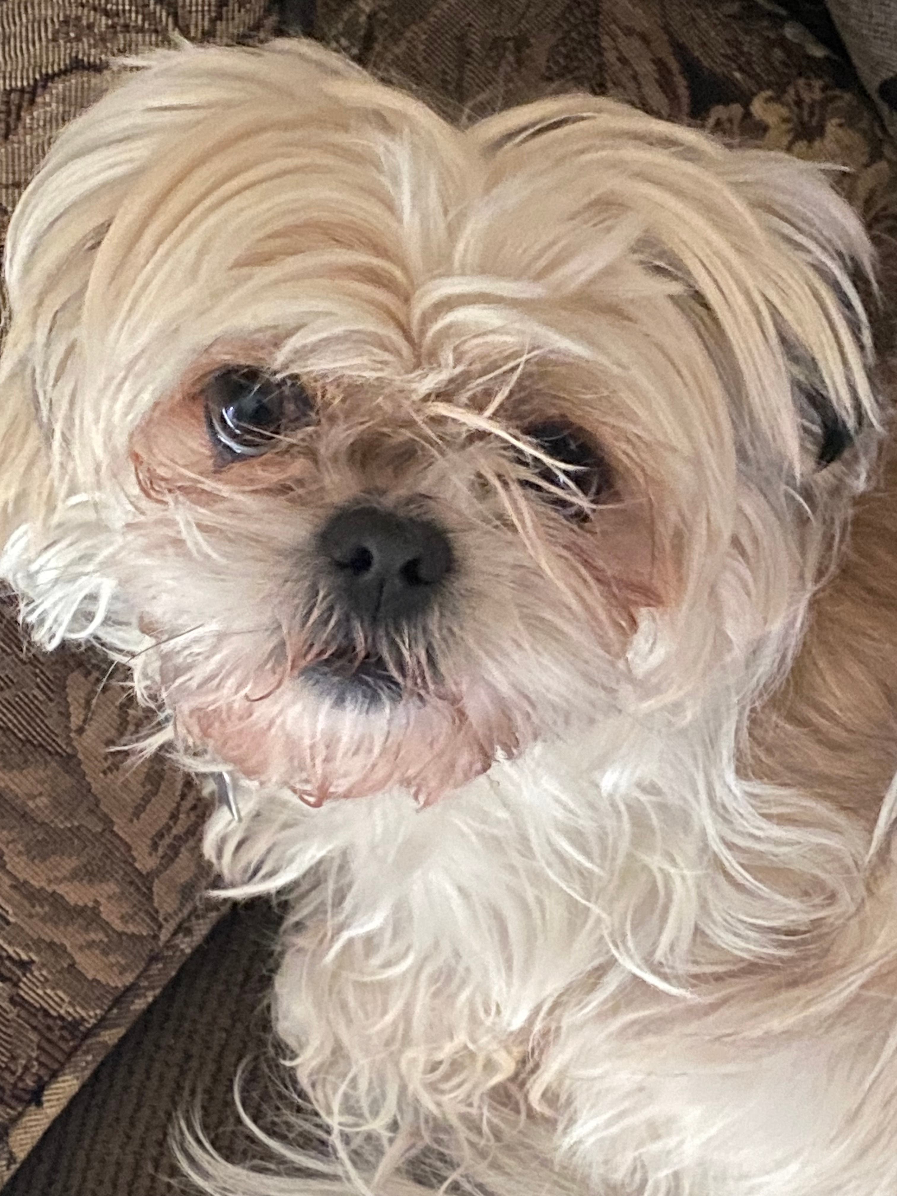 Lost dog Shi Tzu