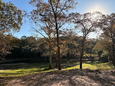 That Leaning Tree in Brookhaven, MS, Could Be a Bigger Problem Than You Think