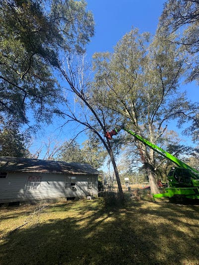 How Weather Patterns Affect Tree Health and Property Safety in Pearlhaven, MS