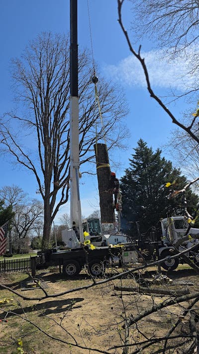 After the Storm in Glen Burnie, MD, That Tree Might Not Be Safe Anymore
