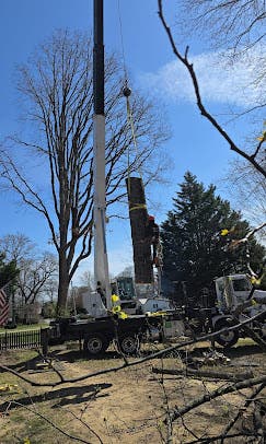 Tree Service in Pasadena, MD: How Chesapeake Bay Weather Can Affect Trees Around Your Home