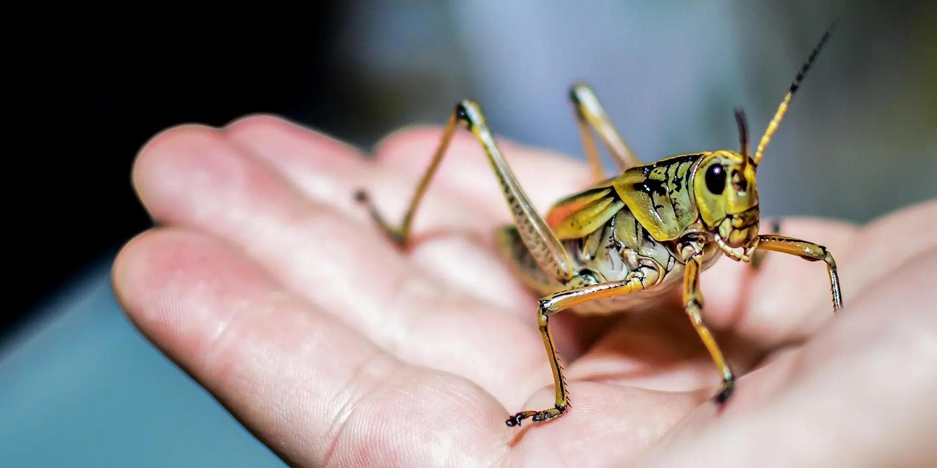 InsectPalooza 2026