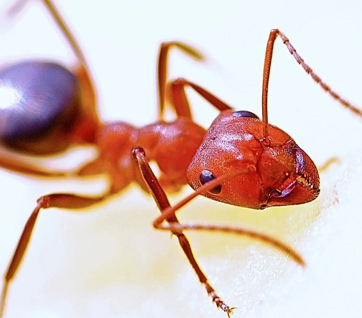 AMPRO Pest Control