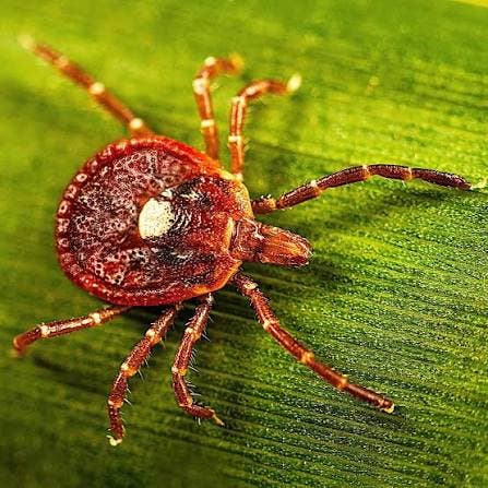 Ticks Are Already Active — Here’s How to Protect Your Yard This Season