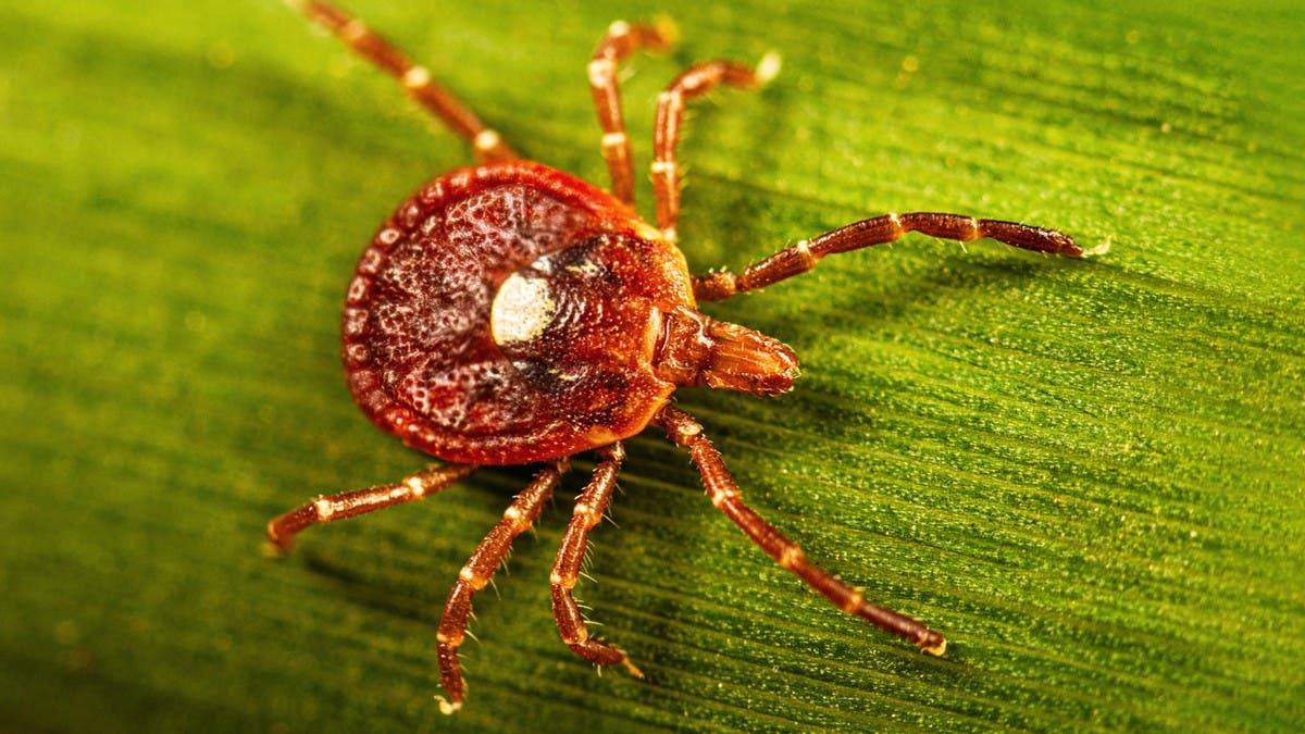 Beware of the Lone Star Tick 