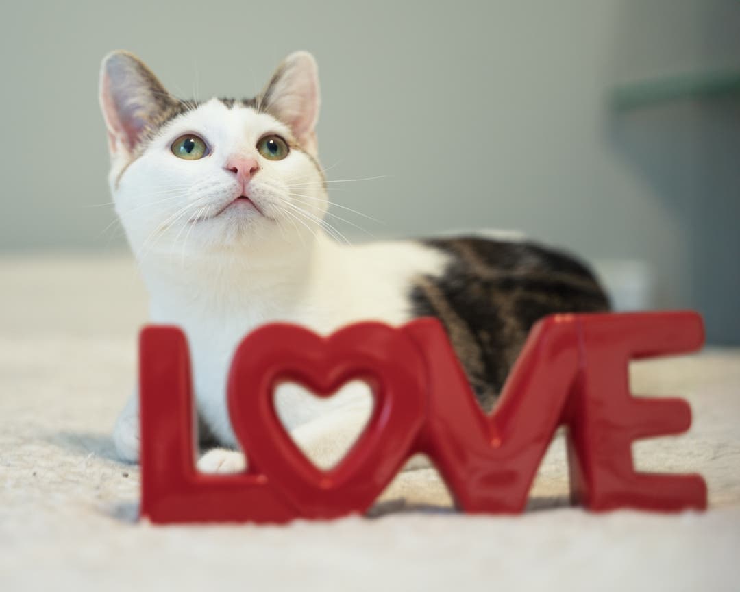 Kitten Adoption Event