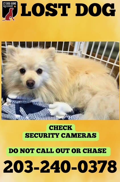 Please help find lost dog