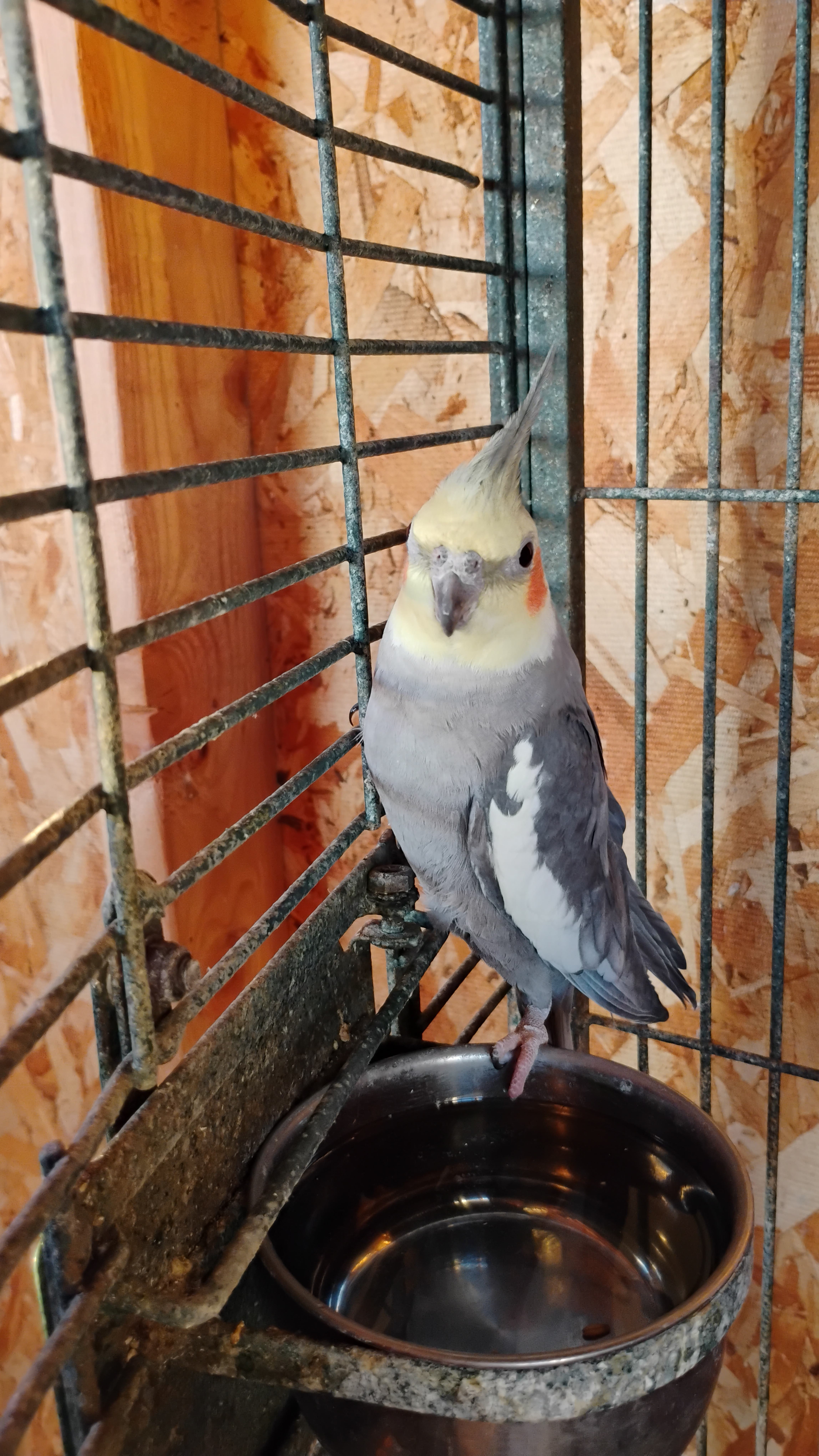Large Corner Bird Cage, Nest Box, and Papa Bird