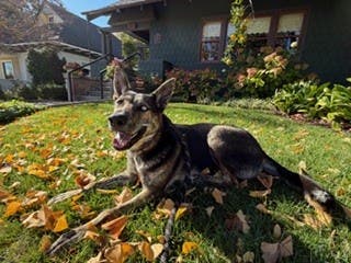 Beautiful 2 yr old Husky/Shepherd mix needs a home (Housed in Monrovia).