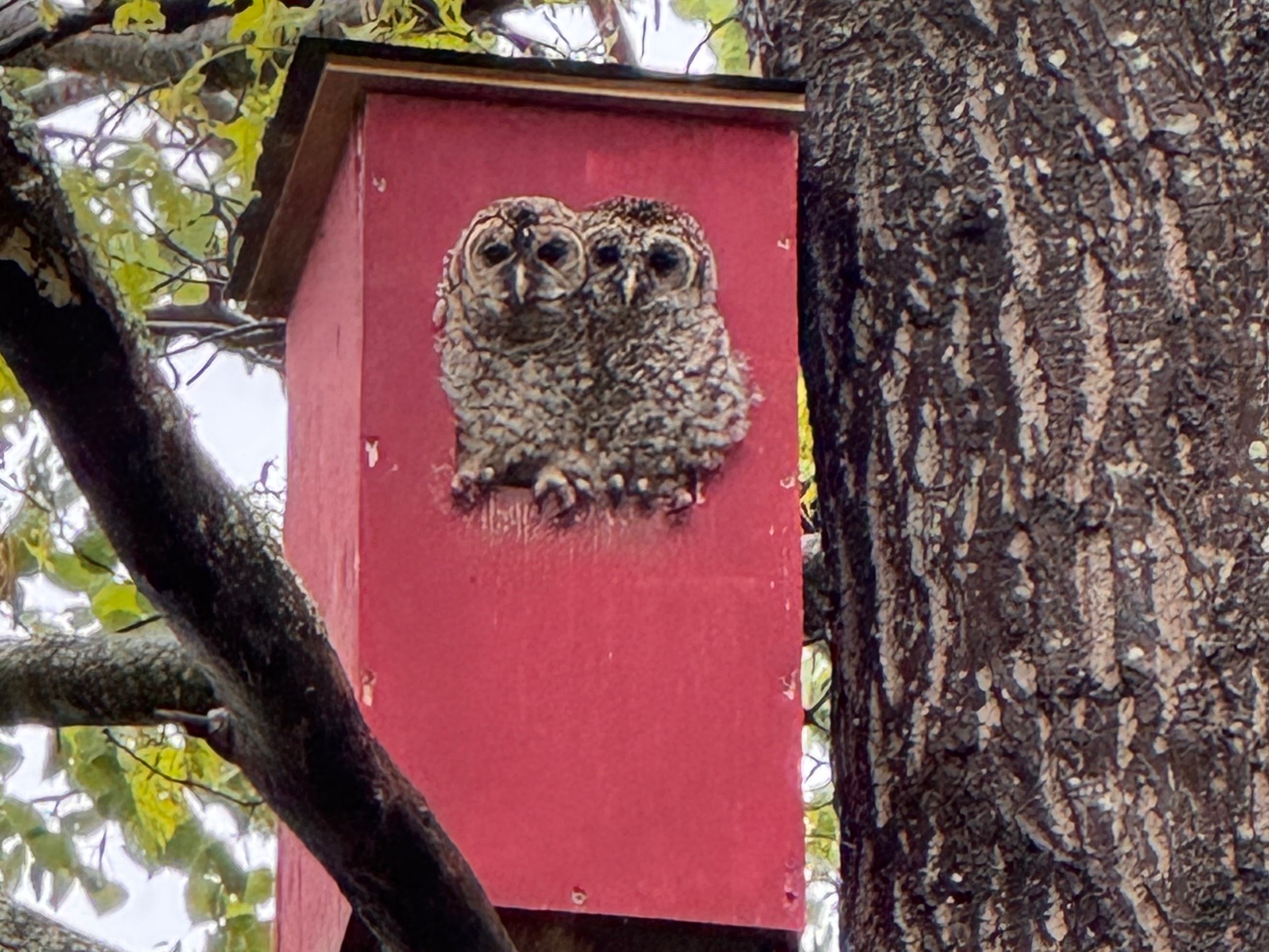 Owl boxes