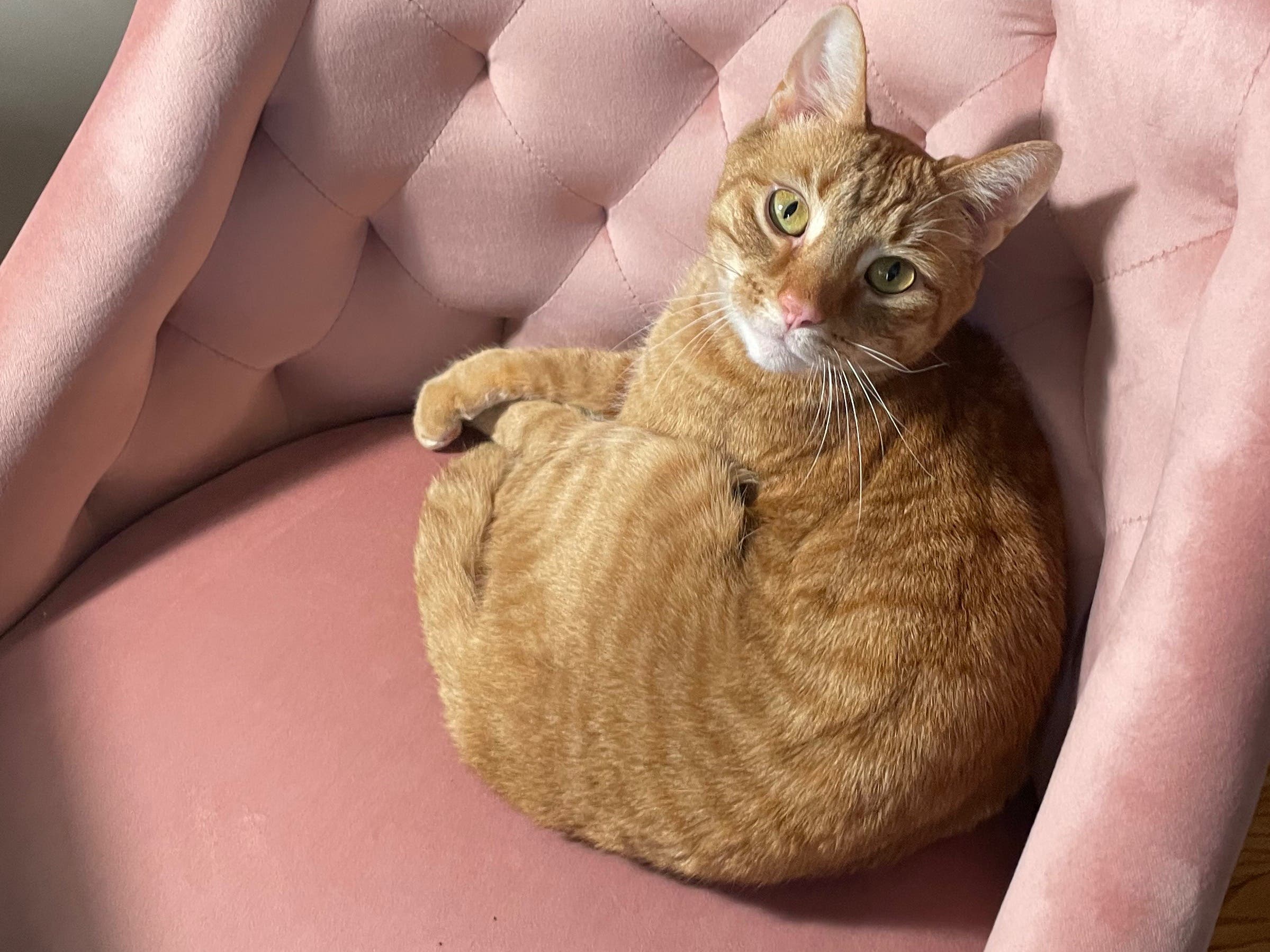 Missing Cat! Name is Jack