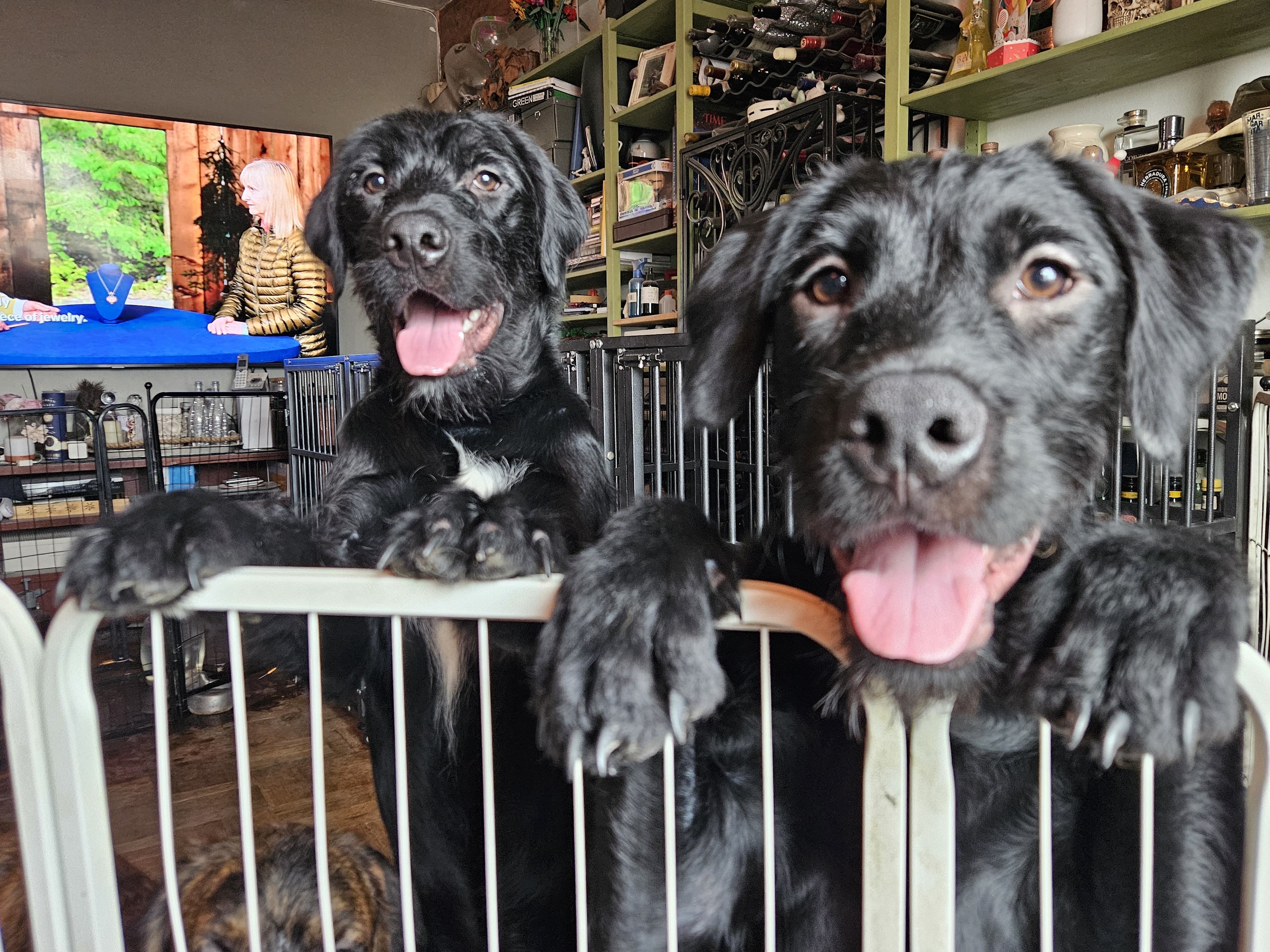 Two pups looking for forever homes