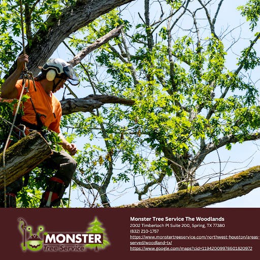 Expert Care for Your Canopy: Monster Tree Service of Northwest Houston Serves the Greater Houston Ar