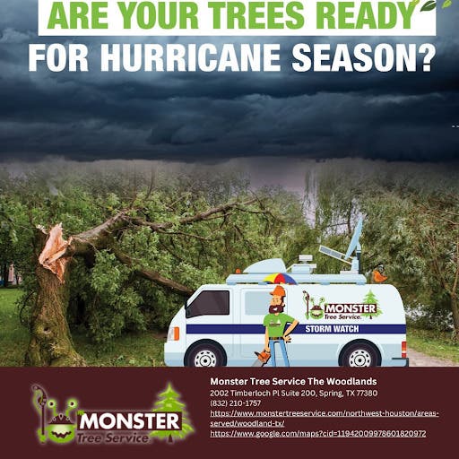 The Woodlands, TX Homeowners: Keep Your Trees Healthy With Local Tree Trimming Pros