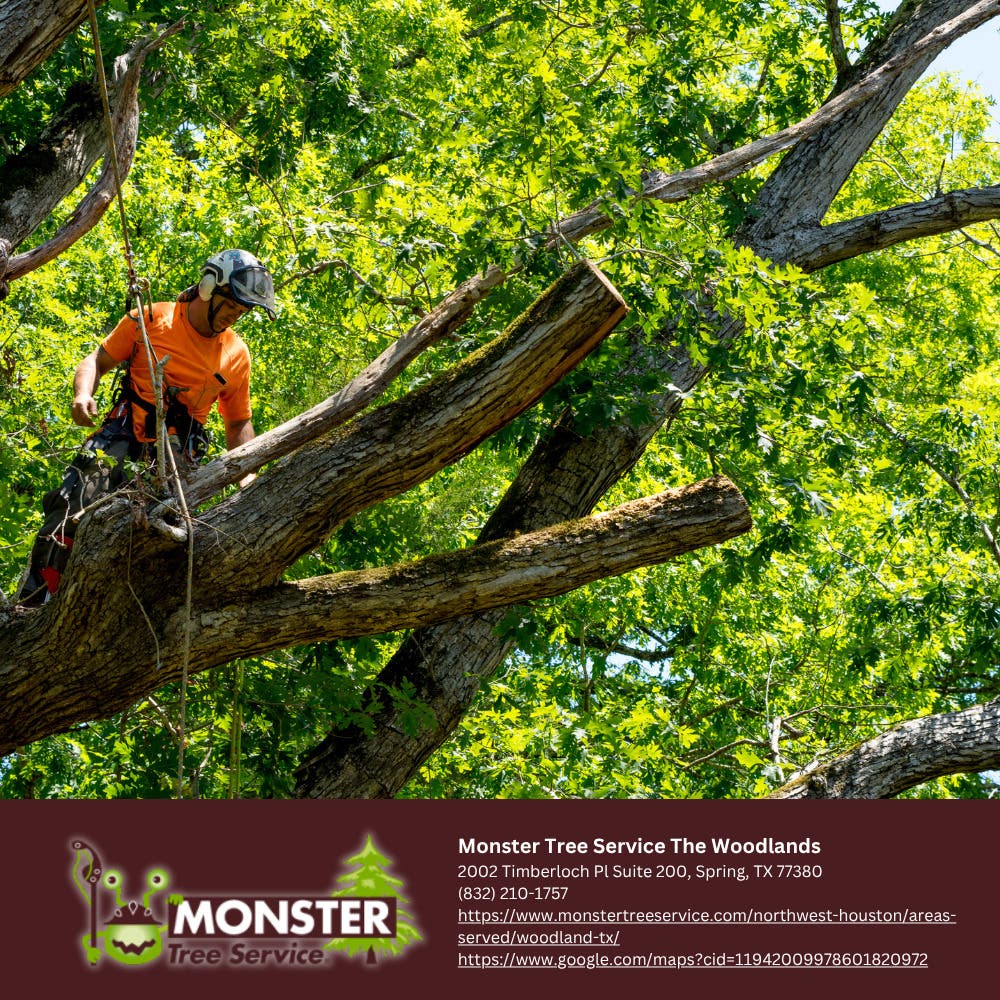 Tree Trimming in The Woodlands: What Certified Arborists Check Before Peak Storm Season