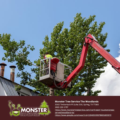 Tree Trimming in The Woodlands: What Certified Arborists Check Before Peak Storm Season