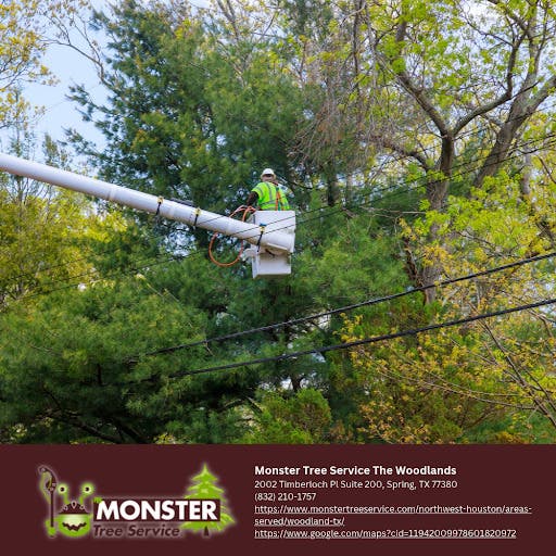 Tree Pruning Services in The Woodlands, TX: Caring for the Forest You Bought a House Inside Of