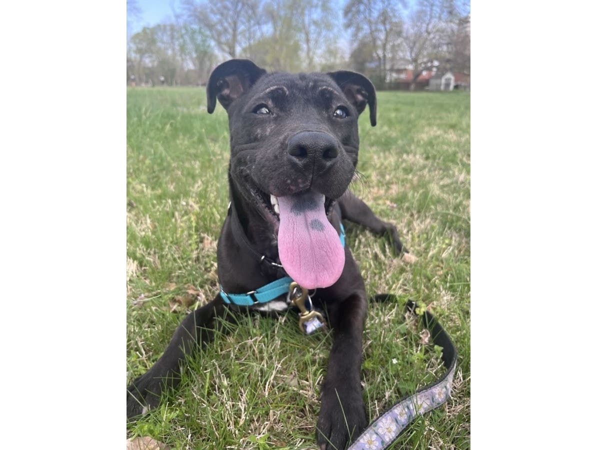 Hannah is an energetic and cheerful young dog available for adoption from the Animal Welfare League of Alexandria. 
