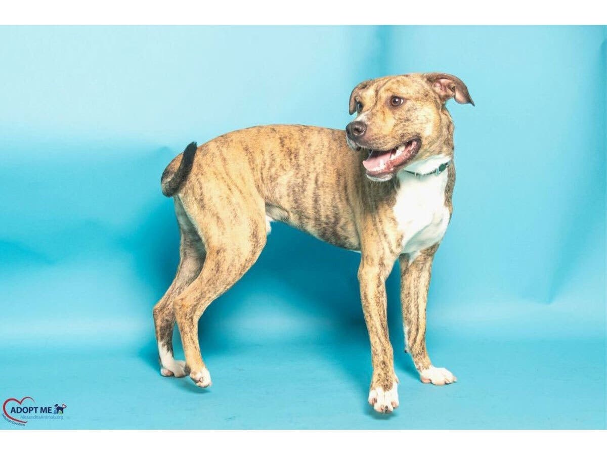 Adoptable Dixon is looking for a family. You can visit him at the Animal Welfare League of Alexandria's animal shelter. 