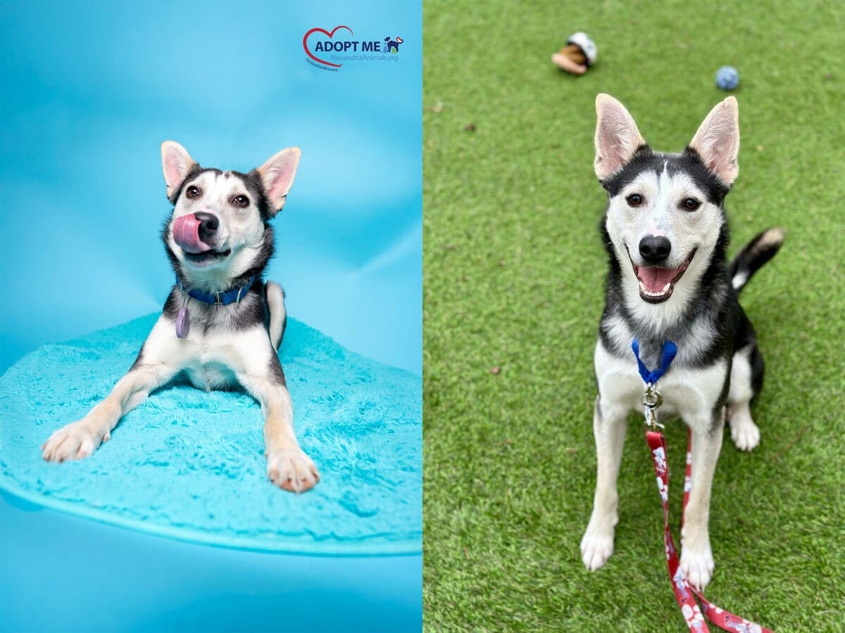 Arturo and his friends are looking for their forever homes.