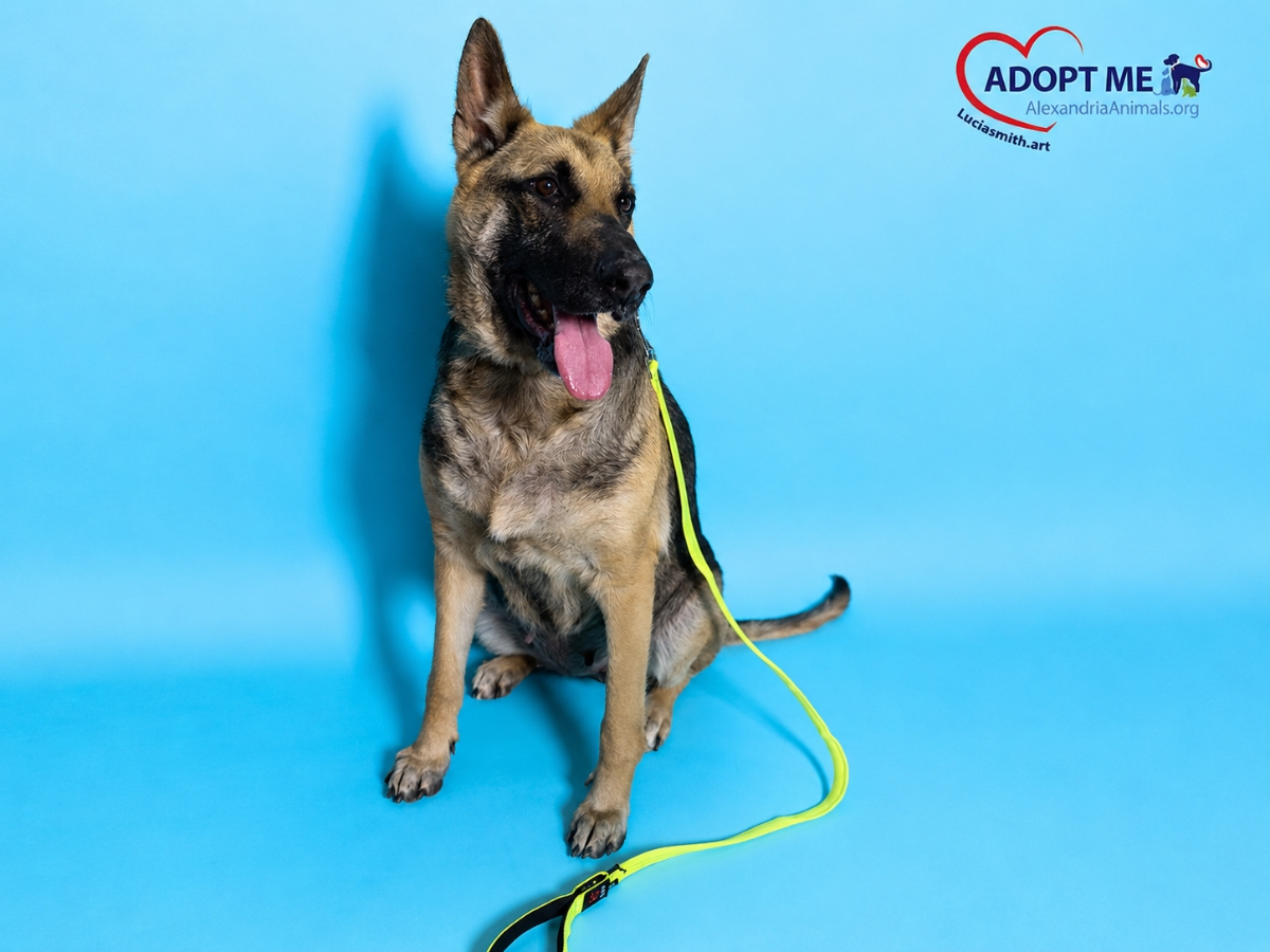 Sweet, gentle Suzie is looking for her forever home. 