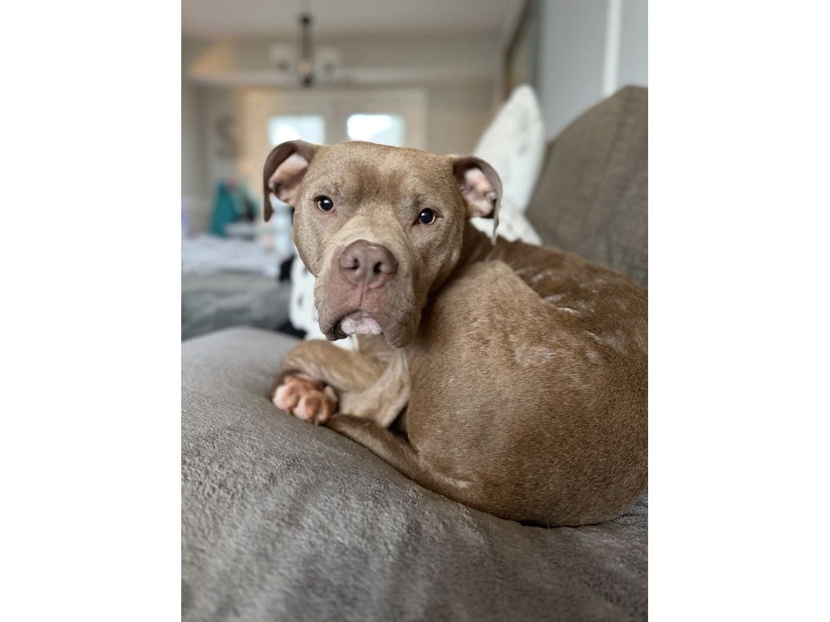 Vinny wants a seat on your couch ... or your lap. 