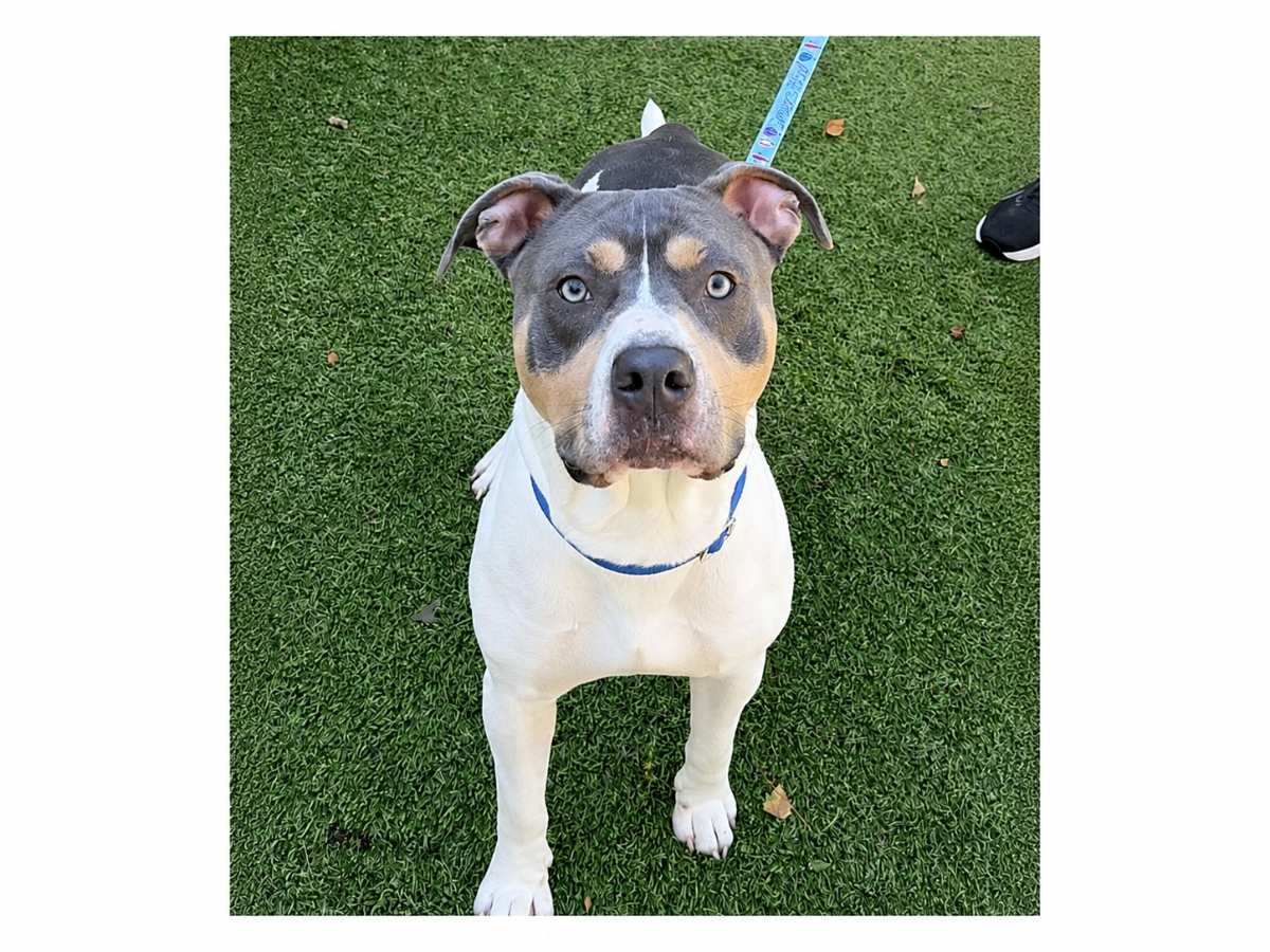 Hitachi is looking for his forever home. 
