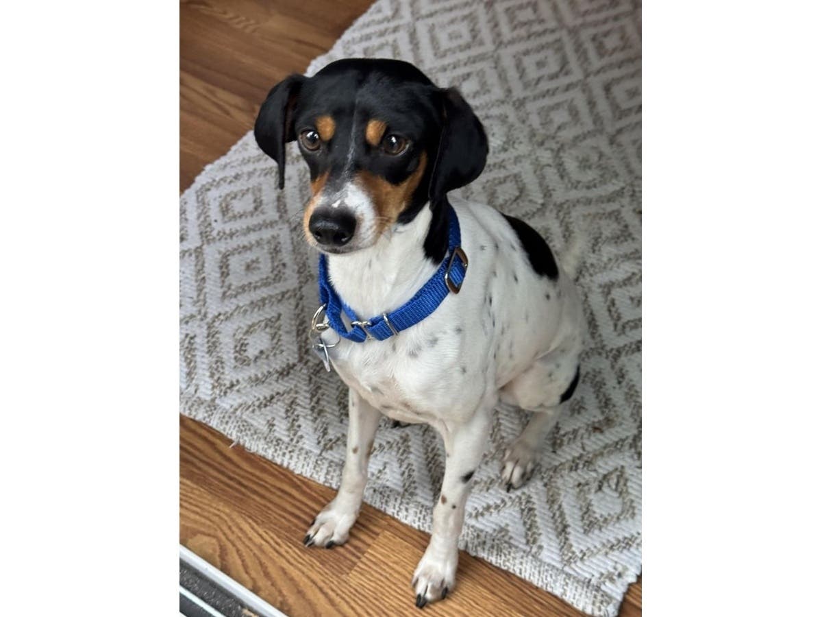 Meet Ginger at the Animal Welfare League of Alexandria's shelter.
