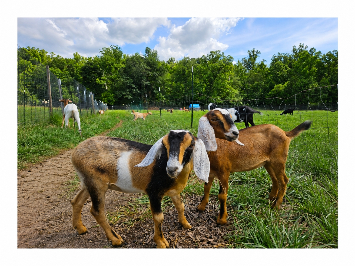Prince William County Farmer Launches Goat Landscaping Business