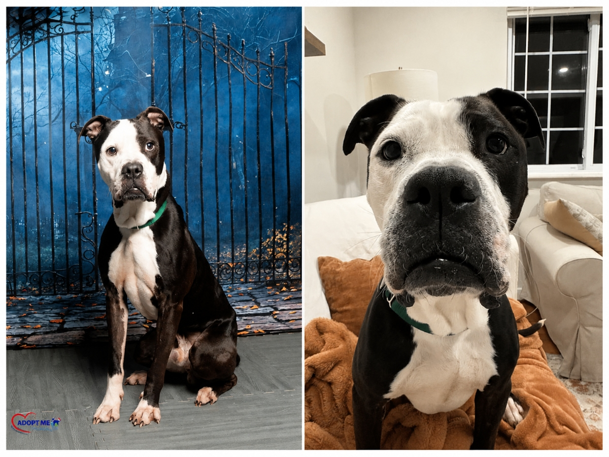 Loving Jameson is looking for a family that will include him in their lives. 
